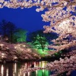 takada park cherry blossom